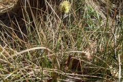 IMG-20230318-WA0006