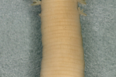 01_14_Abb.-6-Ozobranchus-Coll.HH_