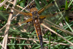 IMG-20250524-WA0003