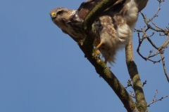 Mäusebussard