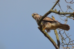Mäusebussard