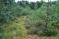 kiefern, heide, moos, graeser