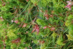 Gras_DSC_0175