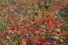 Gras_DSC_0273