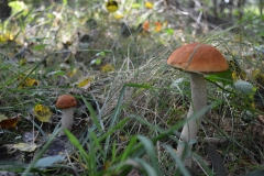 Heiderotkappe