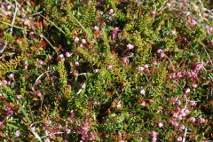 Moosbeere_DSC_1572