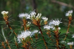 Sumpfporst _ DSC_0020