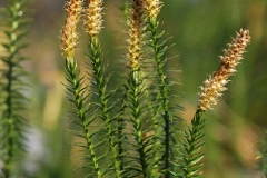 sprossender baerlapp