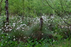 Wollgras Sumpfcalla