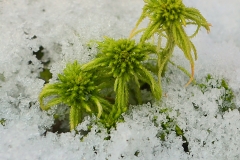 Torfmoos_Schnee